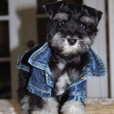 Small black-and-gray puppy wearing a denim jacket, sitting indoors and facing the camera