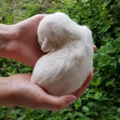 Small white puppy curled in two hands against a green leafy background