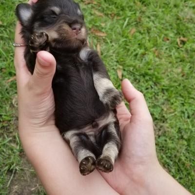 Tiny black-and-tan puppy sleeping in cupped hands on green grass