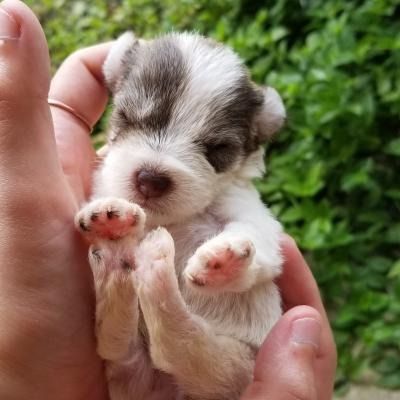 Tiny white-and-gray puppy being gently held in a person’s hands, with paws raised.
