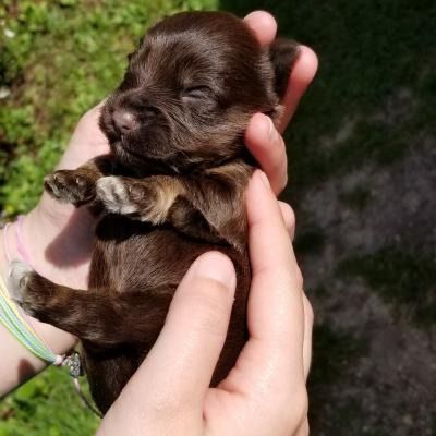 Tiny brown puppy sleeping in cupped hands outdoors