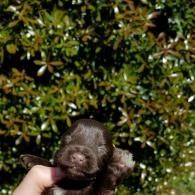 Hand holding a tiny brown puppy in front of leafy green bushes