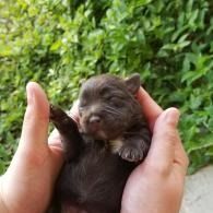 Tiny black puppy cradled in two hands, eyes closed, in front of green foliage.