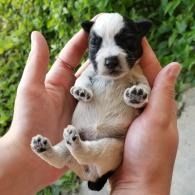 Small black-and-white puppy held in two hands, lying on its back outdoors.