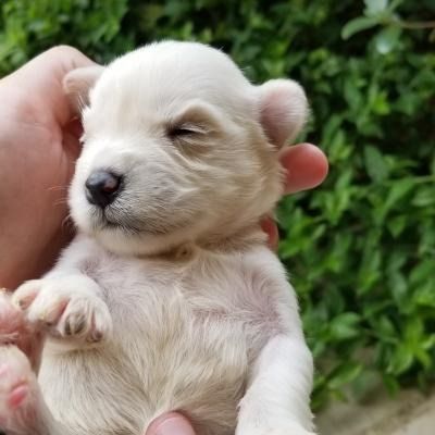 Tiny white puppy being gently held in a hand, with eyes closed against a leafy green background