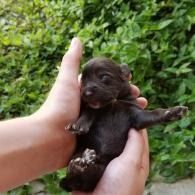 Tiny dark newborn puppy held in two hands against a leafy green background