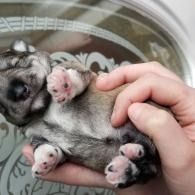 Tiny puppy lying on its back in a hand, with pink paw pads visible.
