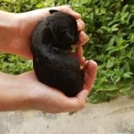 Hands holding a tiny black puppy outdoors near green grass and a concrete path