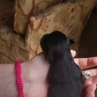 Small black puppy being held in a person's hand