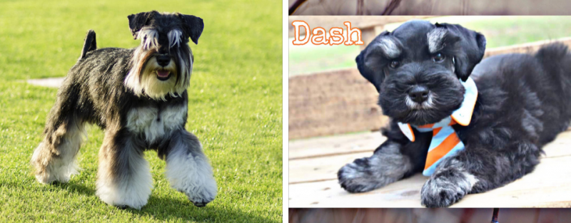 Two small black-and-gray dogs in side-by-side photos, one standing on grass and one lying on a wooden deck.