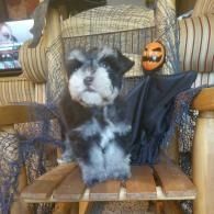 Small black-and-white puppy in a black cape sitting on a wooden chair with a Halloween pumpkin decoration.