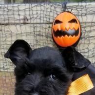 Black puppy with a small orange jack-o'-lantern headband in front of a wire fence.