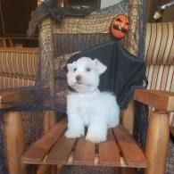 White fluffy dog sitting on a wooden chair, with a Halloween pumpkin decoration behind it.