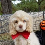 Cream-colored puppy with floppy ears and a red bow sitting outdoors beside a pumpkin decoration