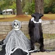 Skeleton and black dog in Halloween costumes sitting outdoors by a fence.