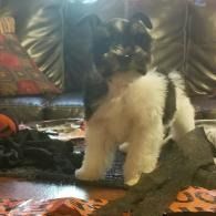 Black-and-white dog standing on a leather couch near a blanket