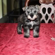 Small black-and-white puppy standing on a red patterned bedspread indoors.