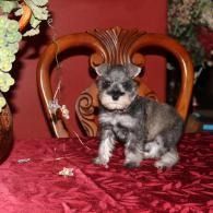 Small gray puppy sitting on a red tablecloth in front of an ornate wooden chair.