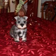 Small gray puppy sitting on a red patterned bedspread in a home interior