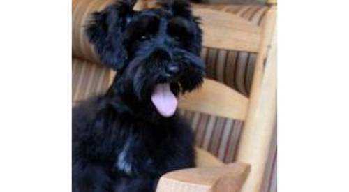 Black dog with tongue out sitting on a wooden chair indoors