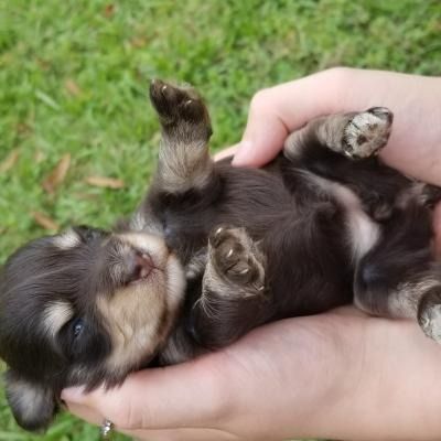 Tiny black-and-tan puppy lying on its back in cupped hands on grass