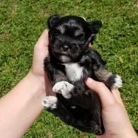 Tiny black puppy with white paws being held in two hands outdoors on grass