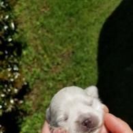 Tiny white puppy being held outdoors on grass