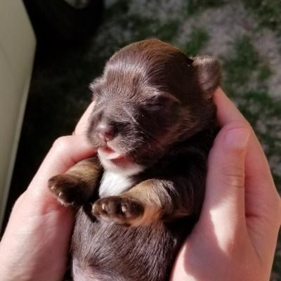 Tiny brown puppy cradled in hands, eyes closed, with a white patch on its chest.