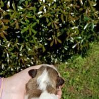 Small brown-and-white dog being petted outdoors near green bushes
