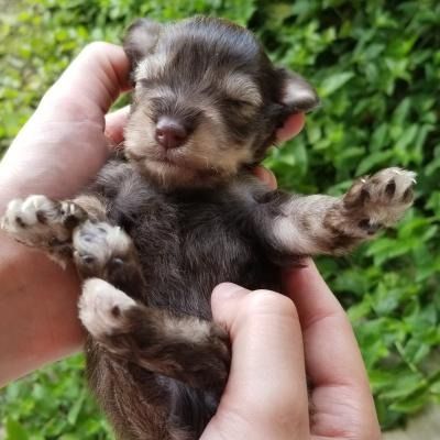 Tiny sleeping puppy being held in two hands, with dark fur and a leafy green background
