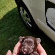 Tiny brown puppy held in hands beside a white car on grass