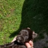 Small black puppy being held outdoors on grass in bright sunlight