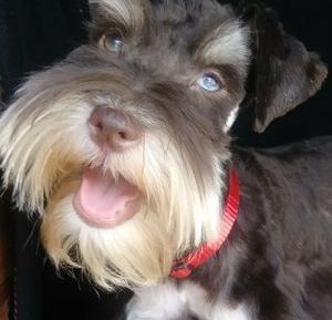 Close-up of a gray schnauzer with a red collar, mouth open and tongue out, against a dark background