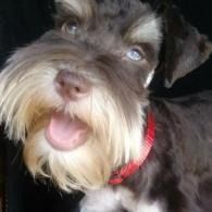 Black-and-white dog with a red collar, close-up, tongue out and looking upward
