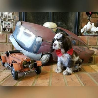 Black-and-white dog with red bandana beside a toy car and a rusty car sculpture on a brick patio