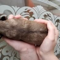 Small brown puppy being gently held in two hands on a patterned couch