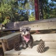 Small gray puppy in a red bandana sits on a wooden bench with pinecones outdoors.