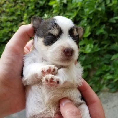 Tiny white-and-brown puppy held in two hands, eyes closed, against a green leafy background