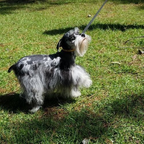 Black-and-white dog on leash standing in sunny grass, looking up