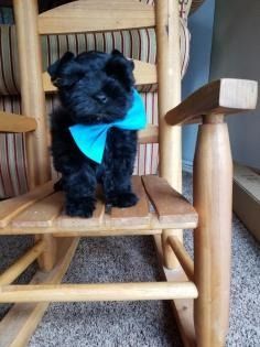 Small black dog with a bright blue bandana sitting on a wooden chair indoors
