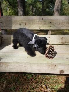Black dog standing on a wooden bench sniffing a pinecone in a wooded outdoor setting