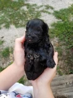 Tiny black puppy being held in two hands outdoors on a grassy path