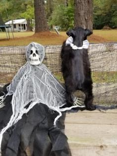 Two Halloween props on a bench: a skeleton in a white web cape and a black dog in a white collar.
