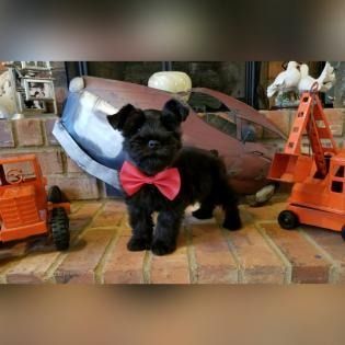 Black puppy wearing a red bow tie amid orange toy construction equipment indoors