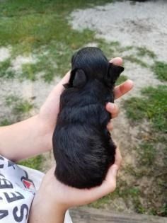 Tiny black puppy being held in two hands outdoors on grass and dirt.