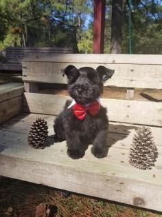 Small black dog with a red bow sitting on a wooden bench beside pinecones outdoors