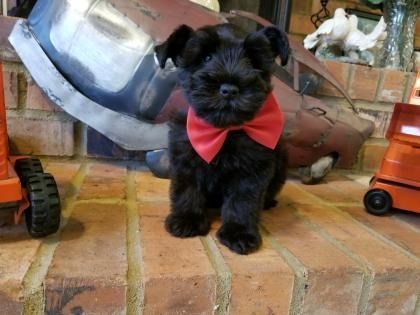 Black puppy wearing a red bow tie sitting on a brick step indoors
