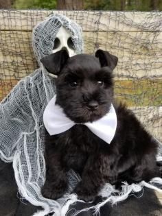 Black puppy in a white collar sitting beside a ghost decoration on a porch
