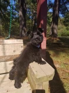 Black dog standing on a wooden bench in a sunny park, looking up near a red post.