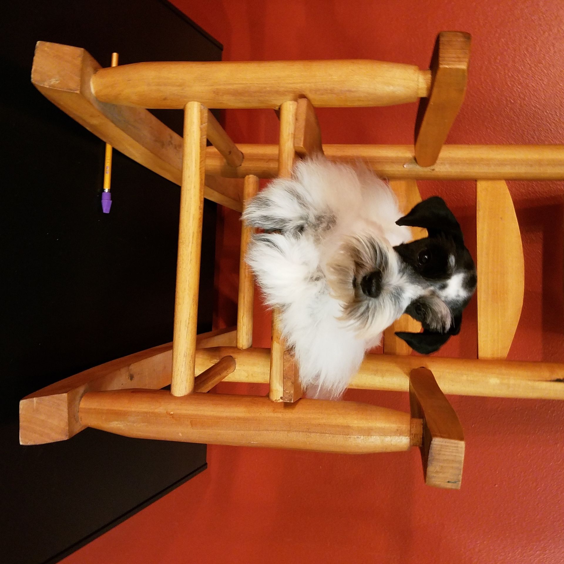 Black-and-white dog nestled inside a wooden chair on an orange floor